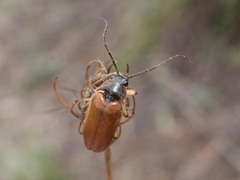 Cebrio gigas