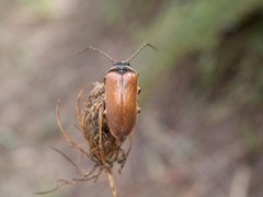 Cebrio gigas