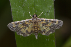 Eurrhyparodes tricoloralis