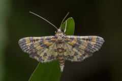 Eurrhyparodes tricoloralis