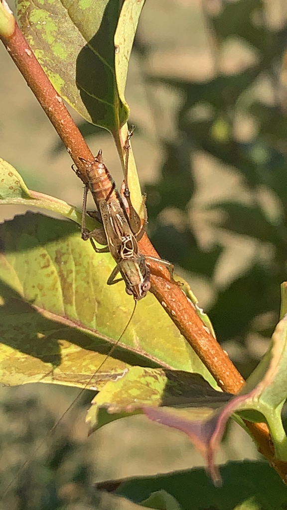 Woodland Meadow Katydid