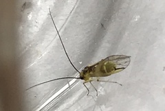 Stenopsocus stigmaticus