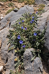 Anchusa cespitosa