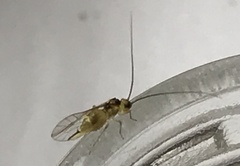 Stenopsocus stigmaticus