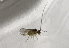 Stenopsocus stigmaticus