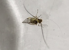 Stenopsocus stigmaticus