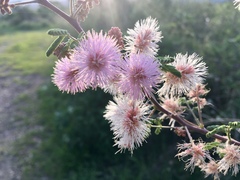 Mimosa monancistra