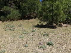 Lupinus lepidus sellulus