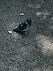 Columba livia domestica
