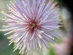 Mimosa monancistra