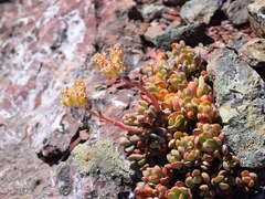 Sedum sanhedrinum