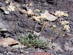 Eriogonum compositum compositum