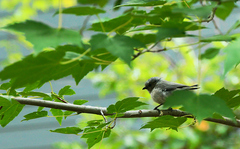 Psaltriparus minimus