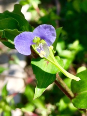 Commelina pallida