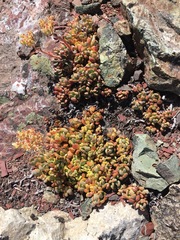 Sedum sanhedrinum