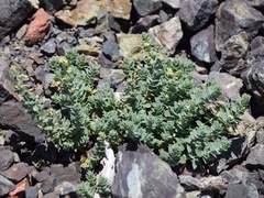 Galium grayanum