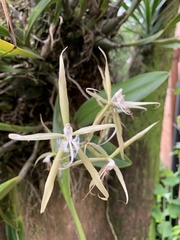Epidendrum ciliare
