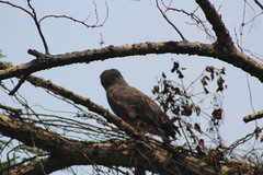 Circaetus cinerascens