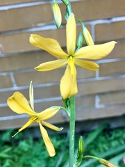 Echeandia mexicana