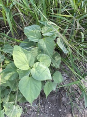 Abutilon trisulcatum