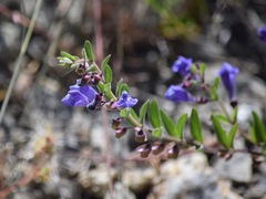 Scutellaria antirrhinoides