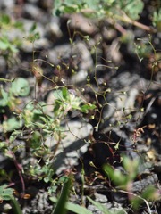 Nemacladus capillaris