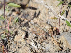 Nemacladus capillaris