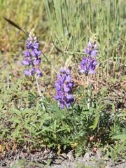 Lupinus adsurgens