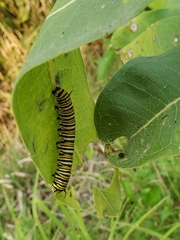 Danaus plexippus
