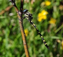 Cordulegaster dorsalis