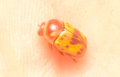 Cryptocephalus mutabilis