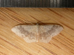 Idaea halmaea