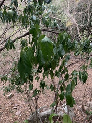 Justicia adhatodoides