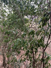 Justicia adhatodoides