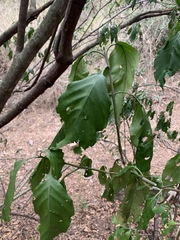 Justicia adhatodoides