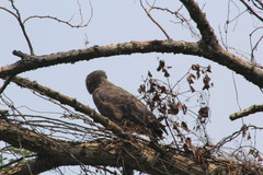 Circaetus cinerascens