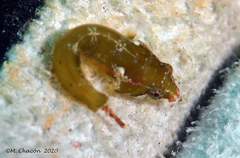 Apletodon dentatus