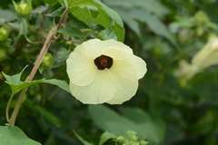 Hibiscus vitifolius