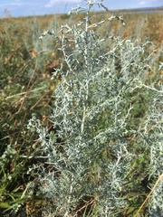 Artemisia maritima