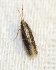 Orthotrichia