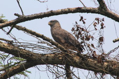 Circaetus cinerascens