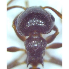 Crematogaster lineolata