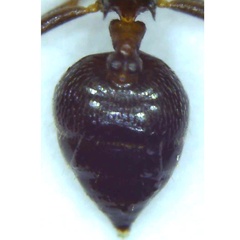 Crematogaster lineolata