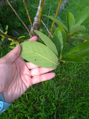 Lindera megaphylla
