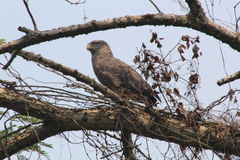 Circaetus cinerascens