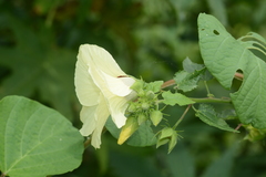 Hibiscus vitifolius