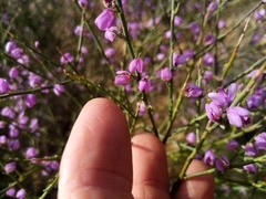 Muraltia scoparia