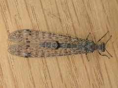 Bandidus breviusculus