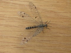 Bandidus breviusculus