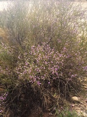 Muraltia scoparia